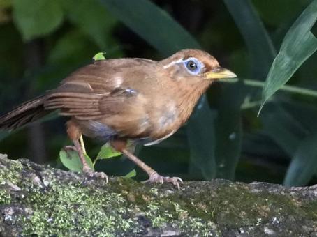 枝の上に立つガビチョウ 枝の上に立つガビチョウの写真
