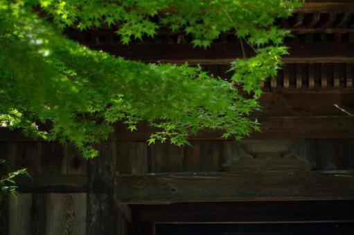 新緑のもみじの写真