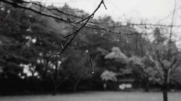 蜘蛛の糸に吊られる枝 枝,雫,雨粒の写真素材