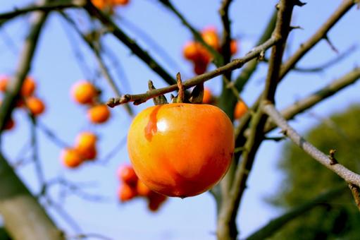 実った柿 柿,木,秋の写真素材
