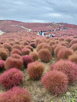 ひたちなか海浜公園 ひたちなか海浜公園の写真