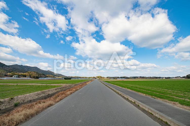 冬の畑の一本道 風景,色,旅の写真素材