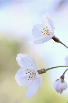 桜 桜の写真