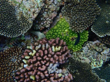 サンゴ礁 サンゴ礁 海,魚,沖縄の写真素材