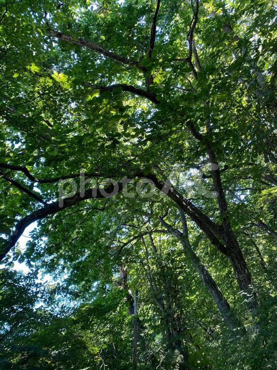森林の中 森林,森,緑の写真素材