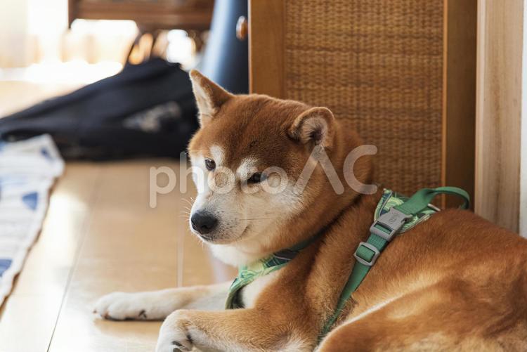 まったりくつろいで眠くなった柴犬 柴犬,シバイヌ,日本犬の写真素材