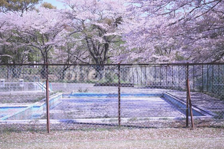 プールと美しい桜の花 春,桜,さくらの写真素材