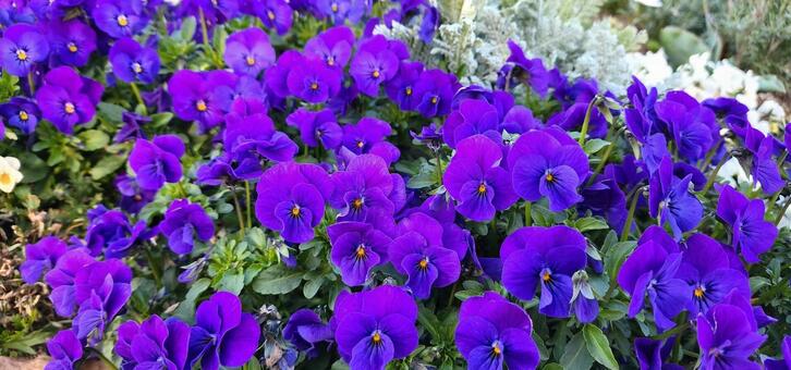 ビオラ ビオラ,植物,園芸の写真素材