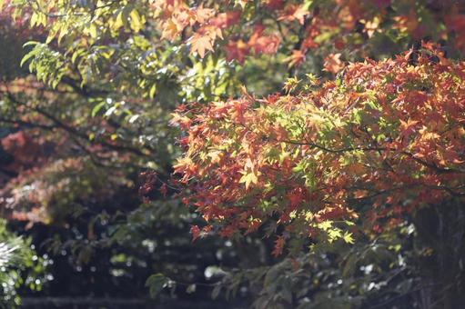 秋色紅葉 秋色紅葉の写真