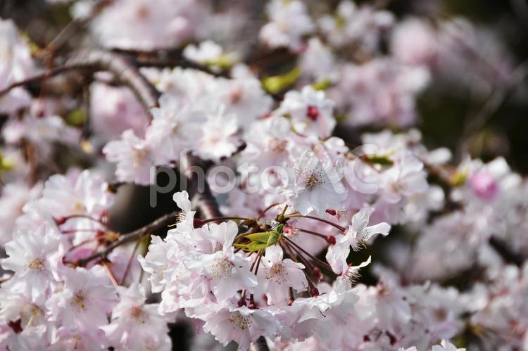 桜（枝垂桜・シダレザクラ） 桜,枝垂桜,花見の写真素材