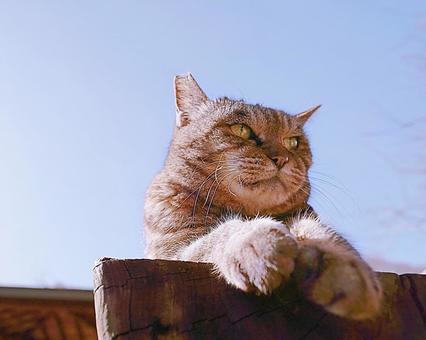 Boss cat demeanor, JPG