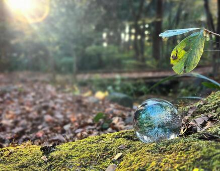 エコイメージ-秋の落ち葉とガラスの木2 エコ,木,環境の写真素材