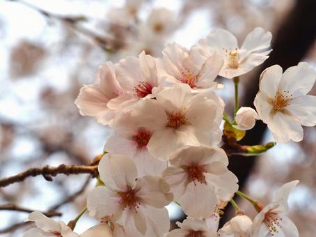 照らされた桜 照らされた桜の写真