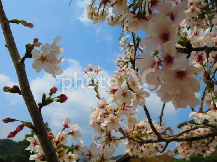 さくら 桜,さくら,サクラの写真素材