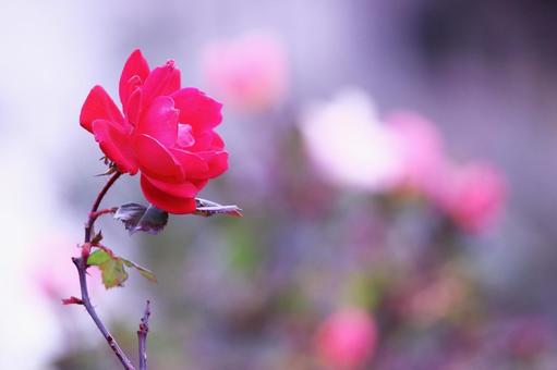 カラフルな背景と赤いバラ カラフルな背景と赤いバラ 花,バラ,植物の写真素材