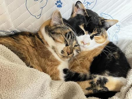 なかよし ねこ,姉妹,ペットの写真素材