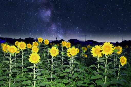 イメージ素材/夜の向日葵畑と星空・天の川 イメージ素材/夜の向日葵畑と星空・天の川 向日葵,夏,花の写真素材