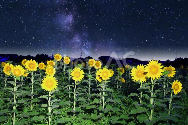 イメージ素材/夜の向日葵畑と星空・天の川 向日葵,夏,花の写真素材