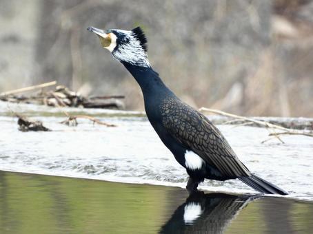警戒する川鵜の写真