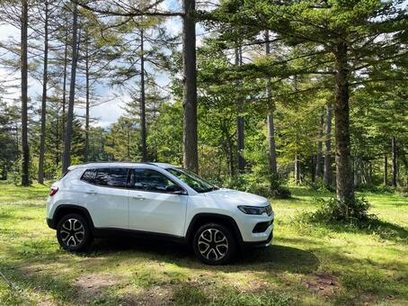 車と森林 suv,車,自動車の写真素材