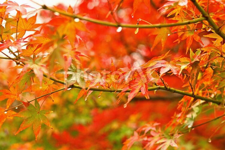 もみじのしずく４ もみじ,紅葉,秋の写真素材