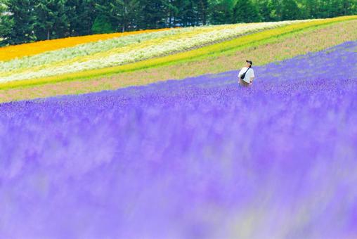ラベンダー畑 ラベンダー畑 ラベンダー畑,ラベンダー,花の写真素材