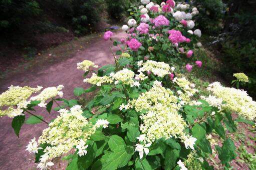 美しい紫陽花 美しい紫陽花の写真