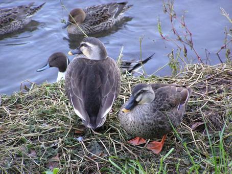 ちょっと一息 ちょっと一息 鳥,カルガモ,オナガガモの写真素材