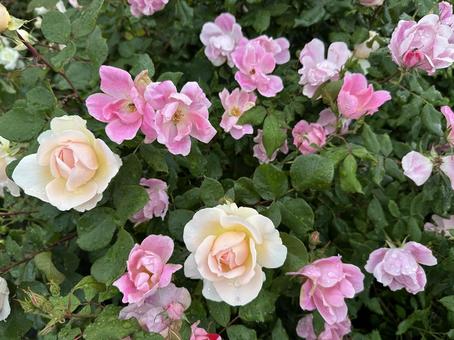 かわいい薔薇たち かわいい薔薇たち 薔薇,バラ,ばらの写真素材