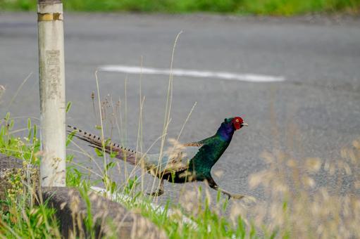 Photo, bird, pheasant, birds, 