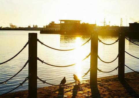 早朝の港に二羽のハトの写真