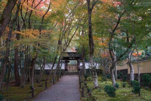 地蔵院の紅葉 11月,秋,洛西の写真素材