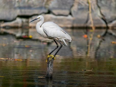 水辺のコサギ コサギ,鳥,野鳥の写真素材