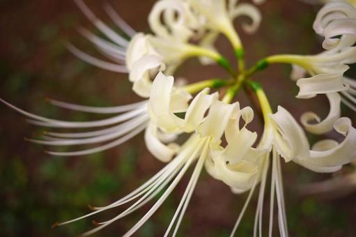 ＜秋のイメージ＞彼岸花 彼岸花,曼珠沙華,花の写真素材