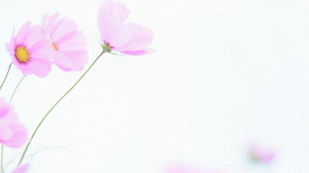 ハイキーソフトフォーカス白背景のコスモス ハイキーソフトフォーカス白背景のコスモス コスモス,花,ハイキーの写真素材