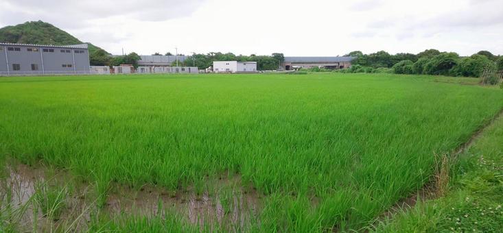 田んぼ 田んぼの写真