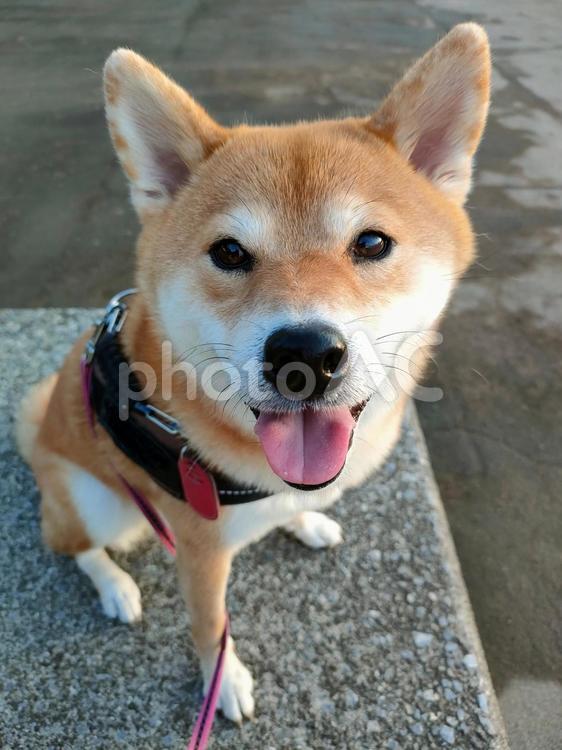 笑顔でお散歩休憩する柴犬くるみです！ 犬,柴犬,shibainuの写真素材