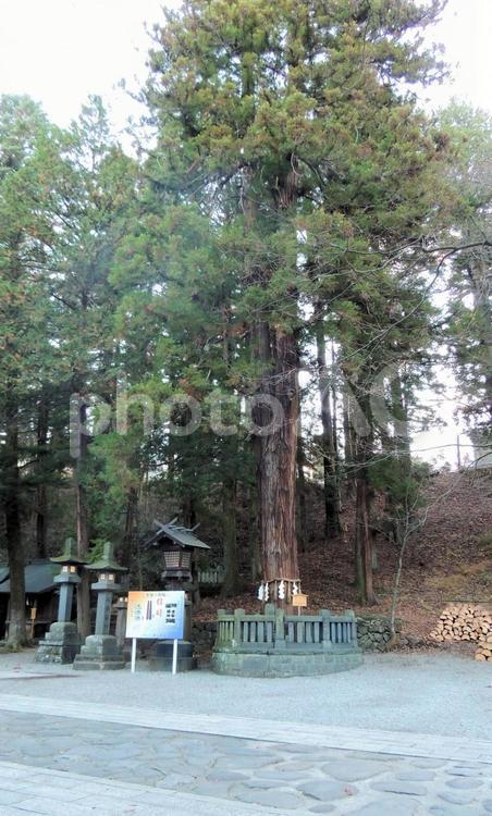 諏訪大社下社春宮　結びの杉 諏訪大社下社春宮,結びの杉,縁結びの写真素材