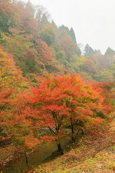 養老渓谷 養老渓谷,筒森もみじ谷,紅葉の写真素材