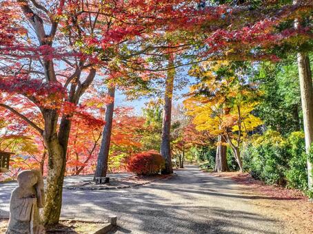 紅葉のもみじ林　伊豆の修善寺虹の郷にて 紅葉,モミジ,紅葉狩りの写真素材