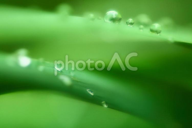 美しい雫イメージ_ソフトフォーカス 水滴,滴,雫の写真素材