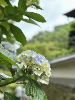 雨上がりに咲く紫陽花の写真