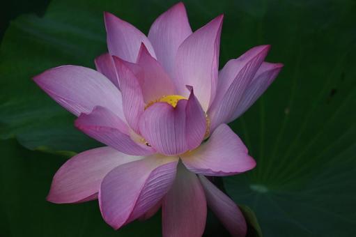 蓮の花 蓮の花の写真