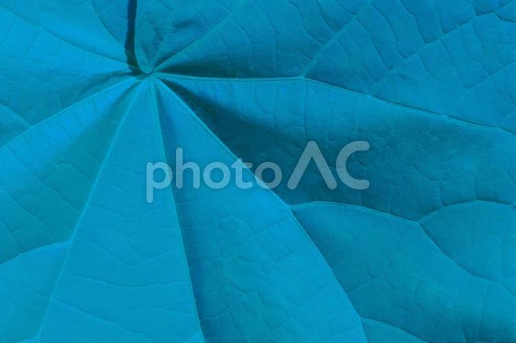 接写した青色の葉っぱの背景画像 葉,青,背景の写真素材
