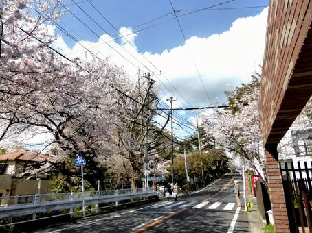郊外の住宅地を抜ける桜の並木道 郊外の住宅地を抜ける桜の並木道 サクラ,花,木の写真素材