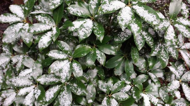 雪 雪の写真