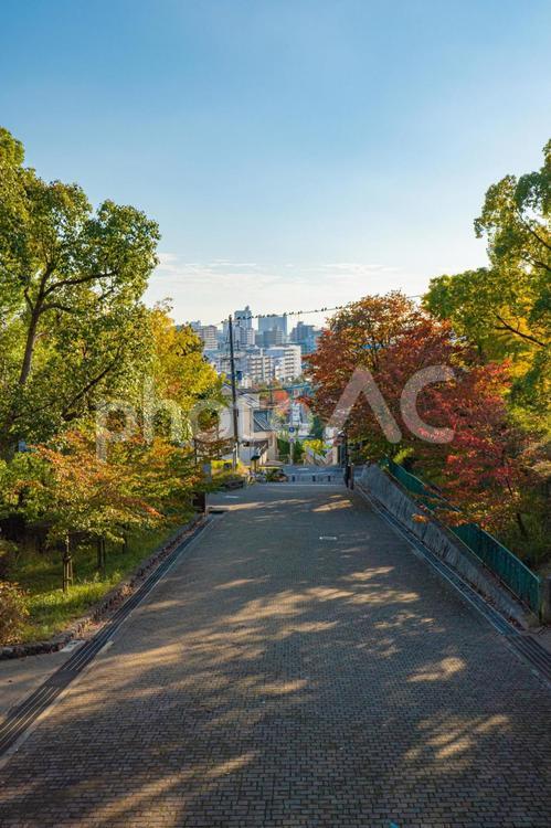 秋を感じさせる公園風景 快晴,木,植物の写真素材