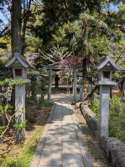 Spring Shrine, JPG Spring Shrine, JPG