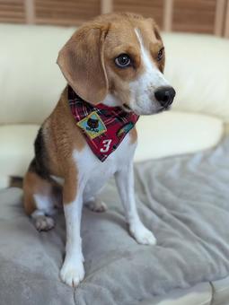 バンダナしたビーグルの子犬 バンダナしたビーグルの子犬 犬,ビーグル,ペットの写真素材