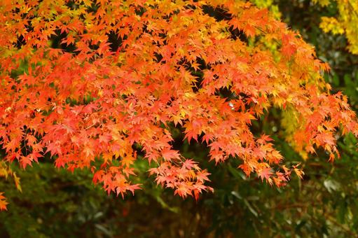 Burning autumn, JPG Burning autumn, autumn leaves, yellow leaves, red, JPG